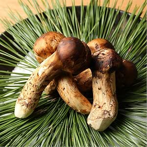 ブータン松茸 500g 約8 12本 簡易箱 まつたけ 天然 きのこ 旬 香り 冷蔵 ノーブランド品 松茸 通販 Amazon