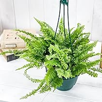 71X6cKJtgFL._AC_UL210_SR210,