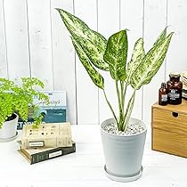 その他観葉植物 moomooo モンステラセブブルーミント・数量限定超優良株「K」（2025年8月