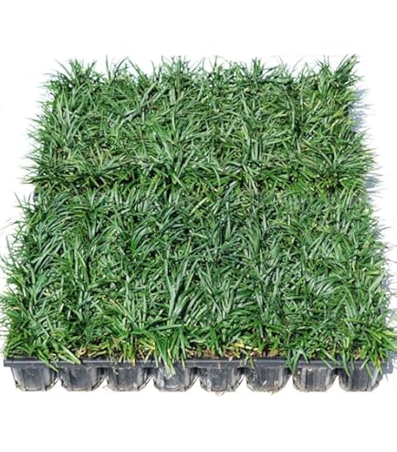 Amazon.co.jp: タマリュウ(玉竜)ポット 120pot （植え付け方付）2.5号