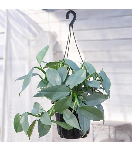 Amazon｜観葉植物 cot フィロデンドロン グラジエラエ 3.5号鉢 小型