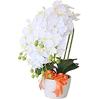 Amazon Co Jp 売れ筋ランキング 胡蝶蘭 の中で最も人気のある商品です