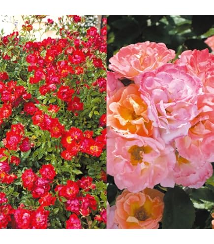 Amazon.co.jp: バラ苗 ドリフトローズ ピーチドリフトPVP 1株 / 国華園