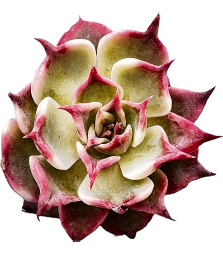Amazon.co.jp: 【Succute】エケベリア 多肉植物 発根済み抜き苗