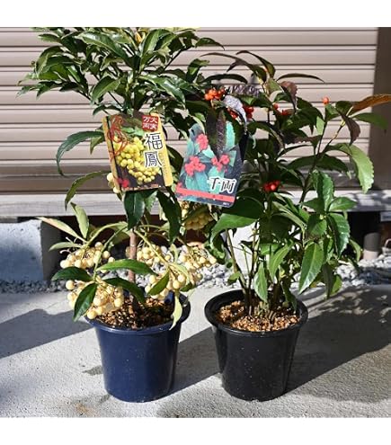Amazon.co.jp: 万両苗 縁起の良い樹 大実万両宝舟万両苗木 : DIY・工具