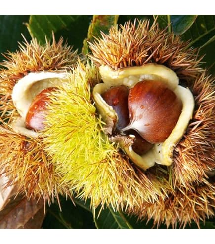 Amazon.co.jp: 栗 苗木 とげなし栗 12cmポット苗 くり 苗 クリ : DIY