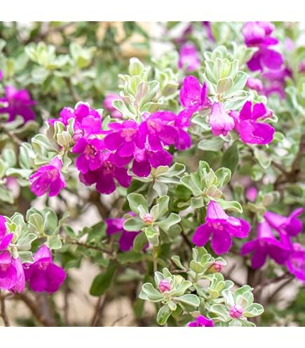 Amazon.co.jp: 花苗 ブーゲンビリア ブルーハワイ 2ポット / 国華園 25