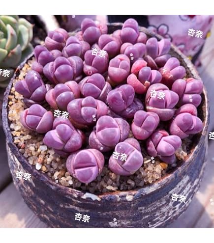 Amazon.co.jp: リトープス 抜き苗 多肉植物 30苗セット 0.7~1.3CM