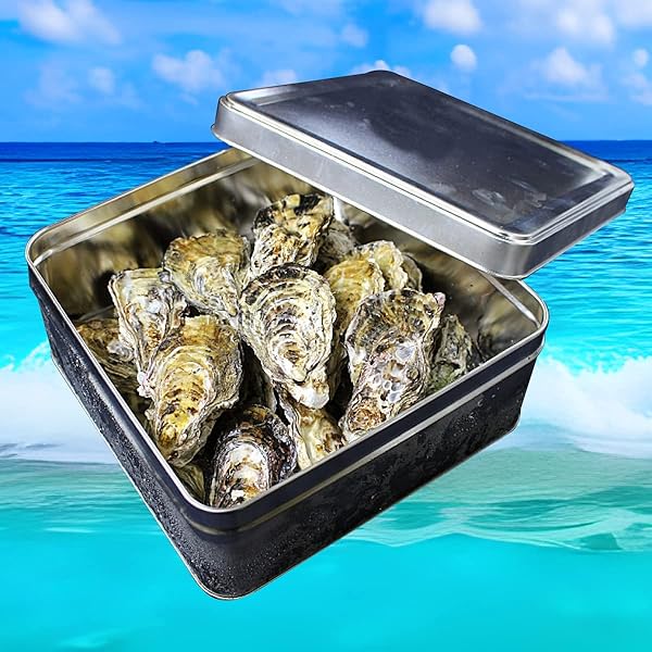 お一人様限定特別価格！　注文受付後水揚げ！真牡蠣10kg お一人様限定特別価格！ 注文受付後水揚げ！真牡蠣10kg