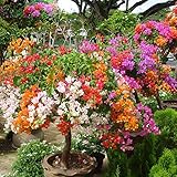 トップカラフルなブーゲンビリアをSpectabilis WILLD種子盆栽植物の花の種子多年生ブーゲンビリアの種120pcsを販売