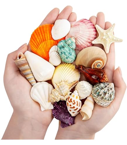 Amazon.co.jp: 大きな貝殻、ジャンボ貝殻 、 天然の希少な本物の貝殻 9