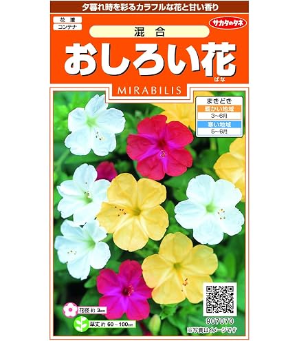 Amazon.co.jp: オシロイバナ ミックス色 苗4株塊根 おしろい花 白粉花