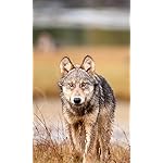 オオカミ FVGA(480×800)壁紙 National Geographic: Wolves 2023 Wall Calendar オオカミ FVGA(480×800)壁紙 National Geographic: Wolves 2023 Wall Calendar