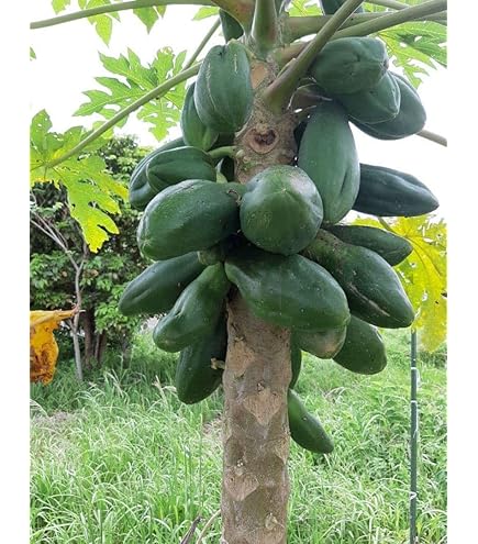 Amazon.co.jp: パパイヤ 種 【ハワイオウロ】小袋（10粒） : DIY