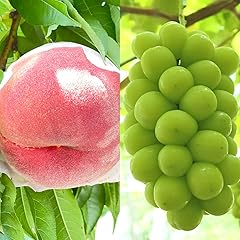 【Amazon.co.jp限定】【2026年先行予約】【2回定期便】厳選 旬のフルーツ定期便（桃2kg・シャインマスカット1kg以上）