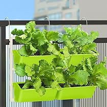 野菜の壁掛け 71Y7VY3cf4L._AC_UL210_SR210,