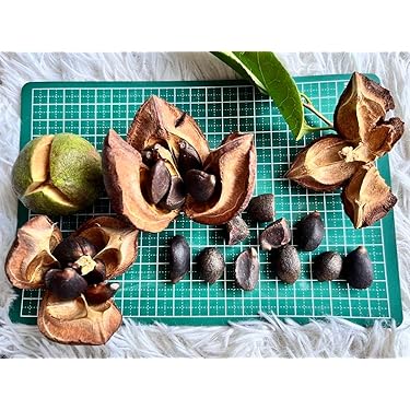 Amazon.co.jp 最新リリース: 果物の種 の新着ランキングです。