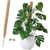 ムー　同時梱包割引 モンステラ30 斑入　マスターピース Amazon.co.jp: 支柱 モンステラ 支柱 園芸 ガーデニング 支柱 つ