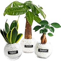 サンスベリア　セットD 71YK1ZXen2L._AC_UL210_SR210,