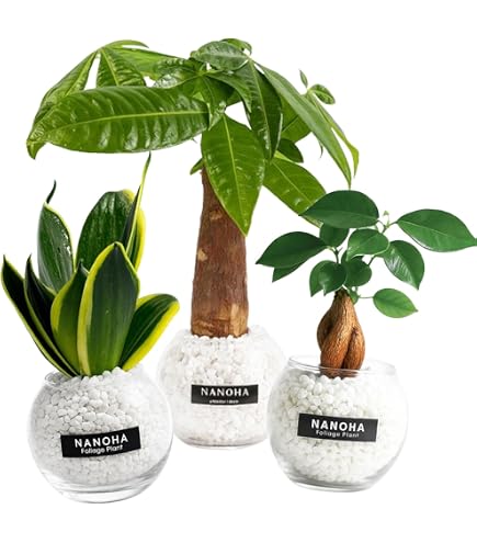 Amazon | 観葉植物 パキラ ハイドロカルチャー ガラス植え S （サンド