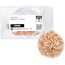 2026種子 500粒 象牙宮 パキポディウム グラキリス THE塊根植物 Amazon｜10粒パキポディウム・グラキリス 2026入荷種子 塊根植物種子