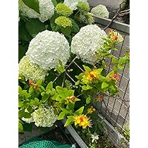 Amazon.co.jp: 紫陽花 アナベル わき芽の幼苗抜き苗 : DIY・工具