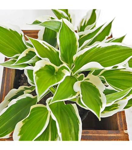 Amazon｜ギボウシ ギボウシ ホスタ 景観植物｜観葉植物