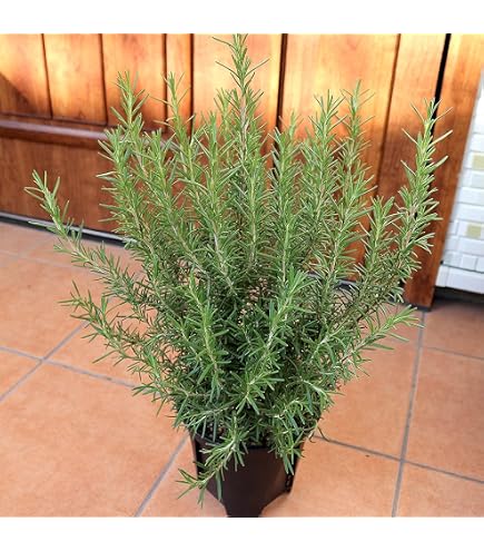 Amazon｜ローズマリーの大株寄せ植え アンティーク風のテラコッタ陶器