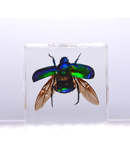 コガネムシ レジン封入標本 Amazon.co.jp: WJFMZS コガネムシ昆虫樹脂、本物の巨大昆虫紙重量分類