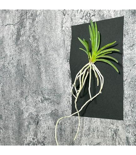 Amazon.co.jp: （山野草）フウラン（風蘭）原種系 2．5～3号（1