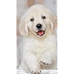 犬 QHD(540×960)壁紙 カレンダー2024 ゴールデン・レトリーバー 犬 QHD(540×960)壁紙 カレンダー2024 ゴールデン・レトリーバー