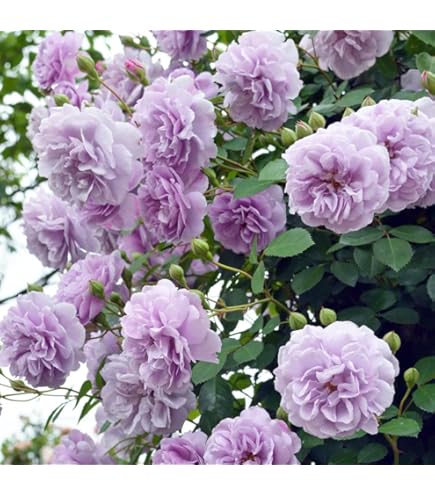 Amazon.co.jp: バラ苗センテッドジュエル①蕾付き : DIY・工具・ガーデン