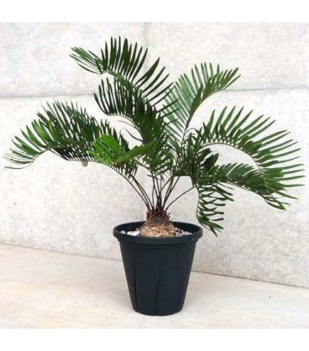 ザミア　フロリダーナ ザミア フロリダーナ | GREEN LUCK