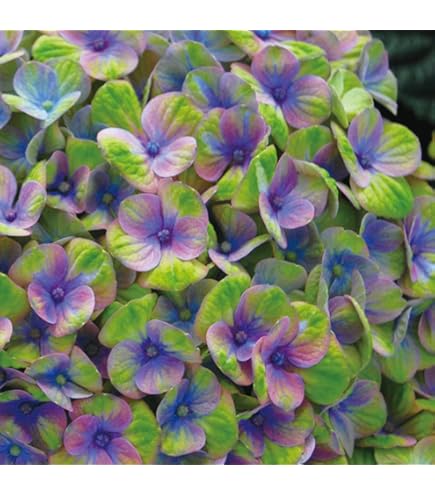 【花苗】数量限定　紫陽花　マジカルラプソディ　開花中　正規品　タグ付き 楽天市場】アジサイ マジカルラプソディ 10.5cmポット