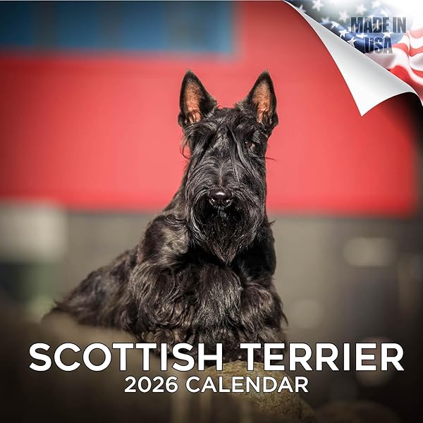 Amazon | Scottish Terrier Calendar 2024 Square Dog Breed Wall