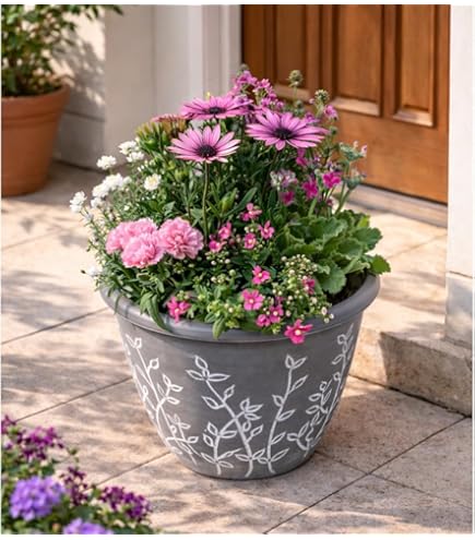 Amazon｜ドロソフィルム ルシタニクム 7.5cmスリット植え 2株｜観葉