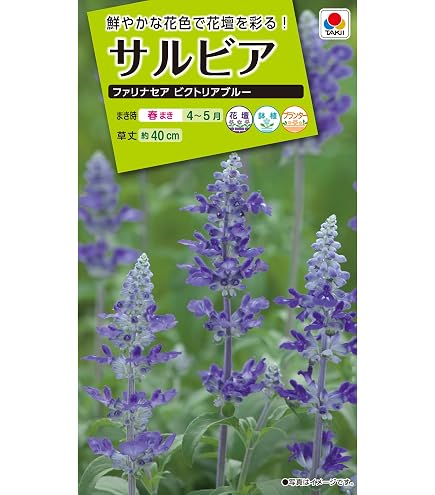 Amazon.co.jp: 種 花たね 夏咲福寿草 1袋(2000mg) / 国華園 26年春商品
