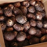 里芋 田んぼで育った ひめ美人 秀品Ｌサイズ 愛媛県東予特産 特殊乾燥技術 やわらかい みずみずしい 贈答にも最適 (秀品L5kg)