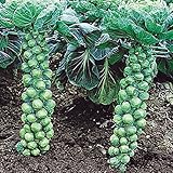 【メール便配送】国華園　野菜たね キャベツ F1芽キャベツ 1袋（0.5ml）【※発送が国華園からの場合のみ正規品です】