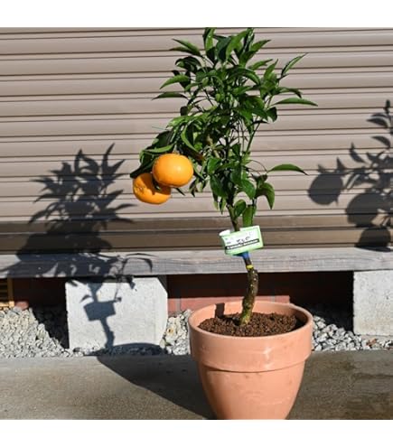 Amazon.co.jp: 柑橘『せとか』13.5cmポット接木苗 : DIY・工具・ガーデン