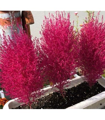 コキア　箒草　抜き苗　10株 Amazon.co.jp: コキア 箒草 抜き苗 10株 : DIY・工具・ガーデン