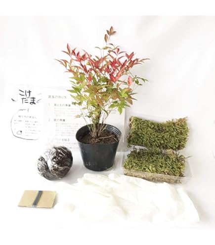 販売再開★完全品/ハイ苔5年物10個セット/庭や苔玉/厚約2cm/長47幅32 Amazon.co.jp: 【華みやび】ミニ苔玉キット 3個分セット 5センチ
