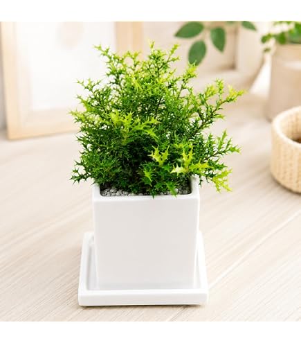 Amazon.co.jp: オニヒイラギ苗 オニ柊寝巻苗 : DIY・工具・ガーデン