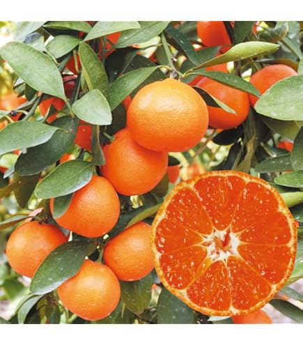 Amazon.co.jp: みかん 苗木 【小原紅早生】 みかん 3年生 接木 大苗