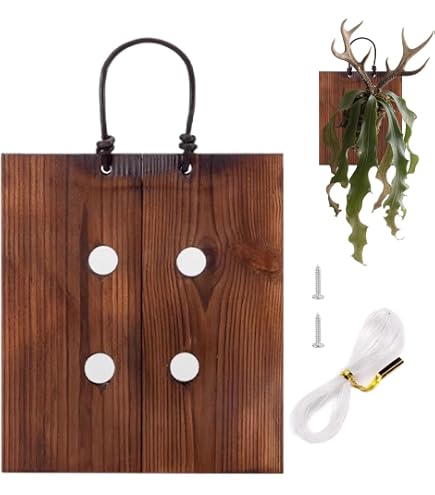 Amazon.co.jp: ビカクシダ ステンレスバスケット 3個 : DIY・工具