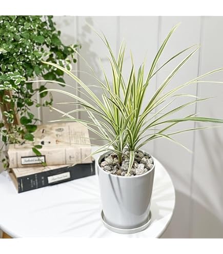 Amazon｜ドラセナ コンシンネ マルギナータ（真実の木）6号鉢サイズ