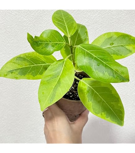 Amazon｜観葉植物 フィカス アルテシマ苗 斑入り 4｜観葉植物