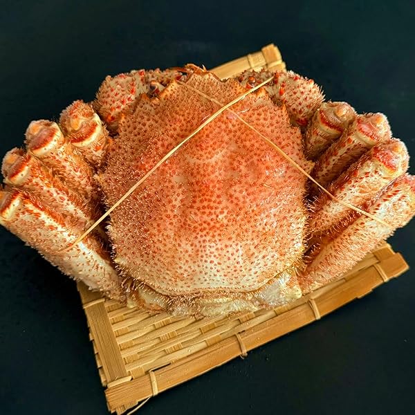 Amazon.co.jp: 毛ガニ 超特大 北海道 毛蟹 1尾 メガサイズ 1.2kg×1杯