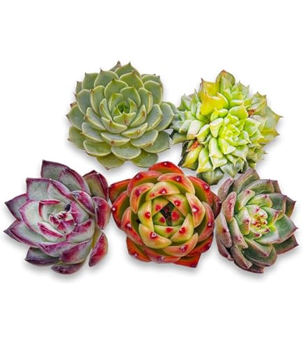 raulensisu 中(韓国苗) raulensisu 中(韓国苗)