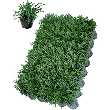 観葉玉竜2個セット 観葉玉竜2個セット 観葉玉竜2個セット 観葉玉竜2